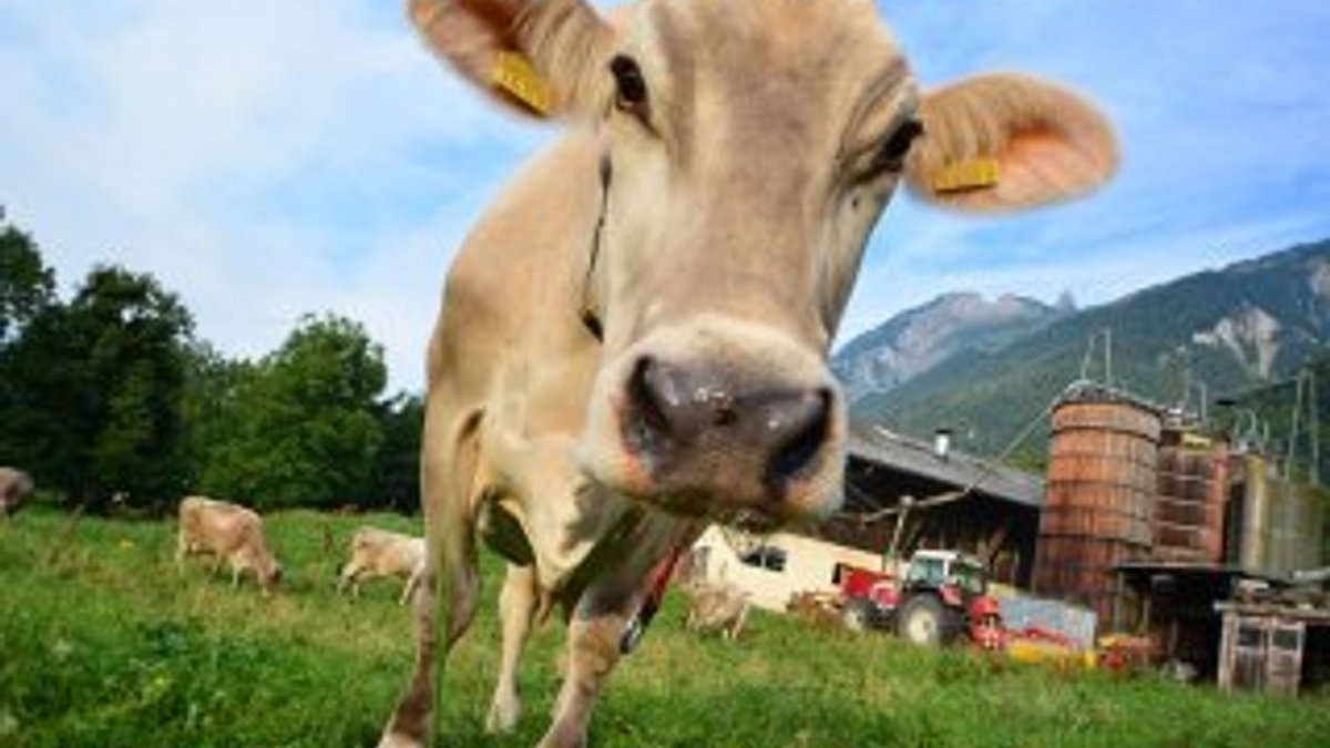 İsviçre'de inekleri tehdide para cezası