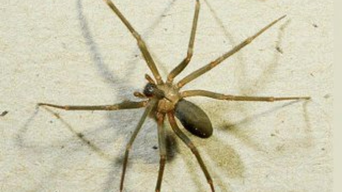 Örümcek zehri felç tedavisinde kullanılabilir