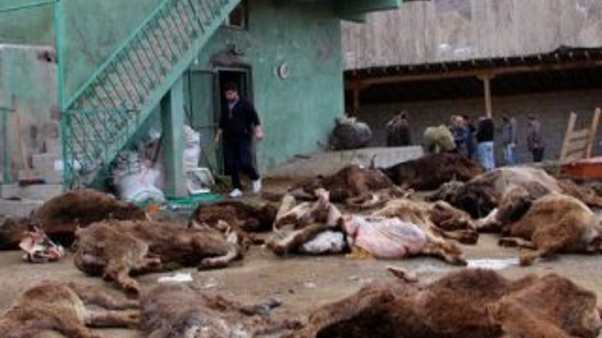 Erzurum'da bakımsız kalan 20 hayvan telef oldu