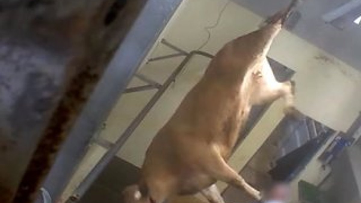 Hayvan istismarcılığına 1 yıl hapis cezası