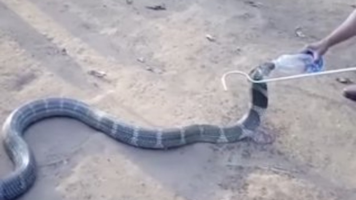 Kobra yılanına pet şişeden su içirdiler