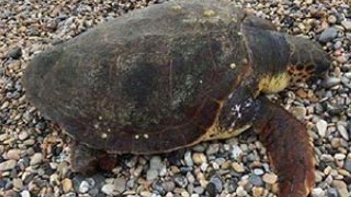 Muğla'da bir caretta caretta sahile vurdu