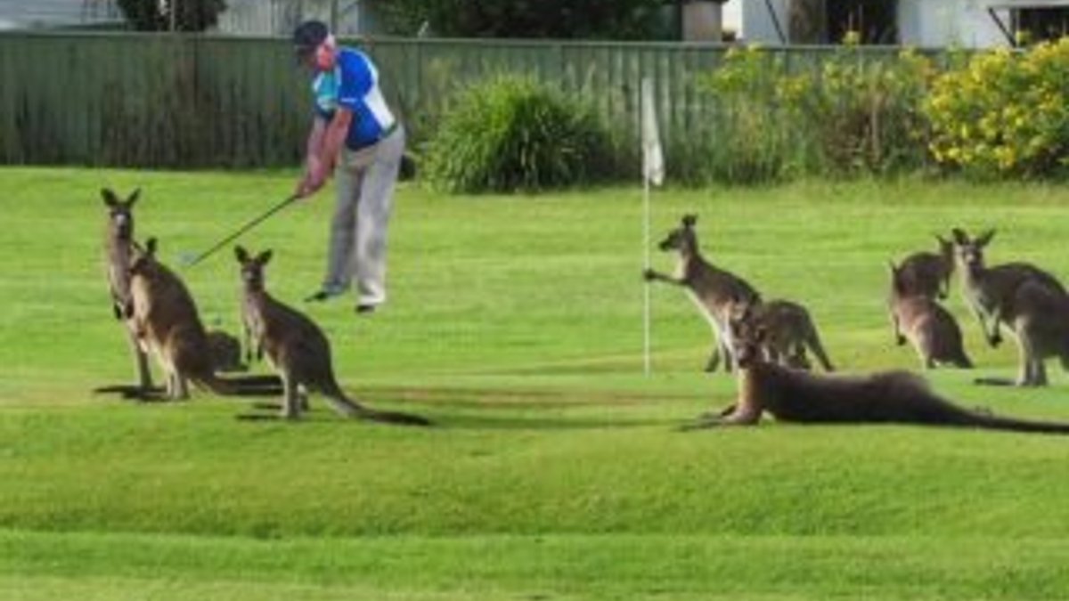 Kangurular saha bastı