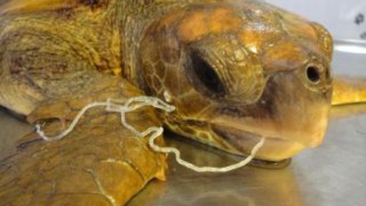 Kuşadası'nda 2 deniz kaplumbağası ölü bulundu