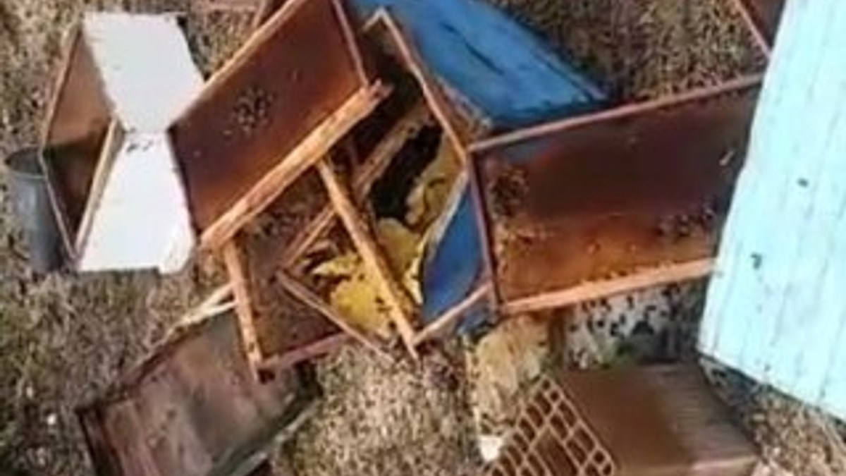 Sakarya'da arı kovanlarına ayı saldırısı