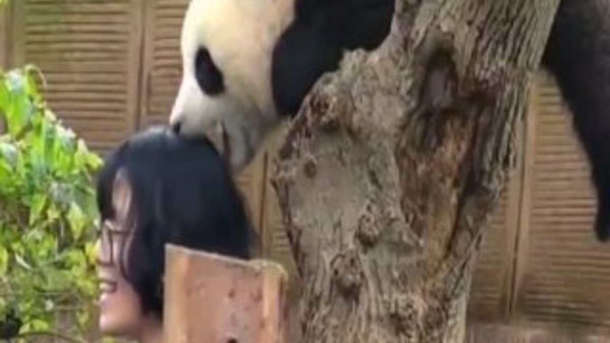 Selfie'den hoşlanmayan sevimli panda