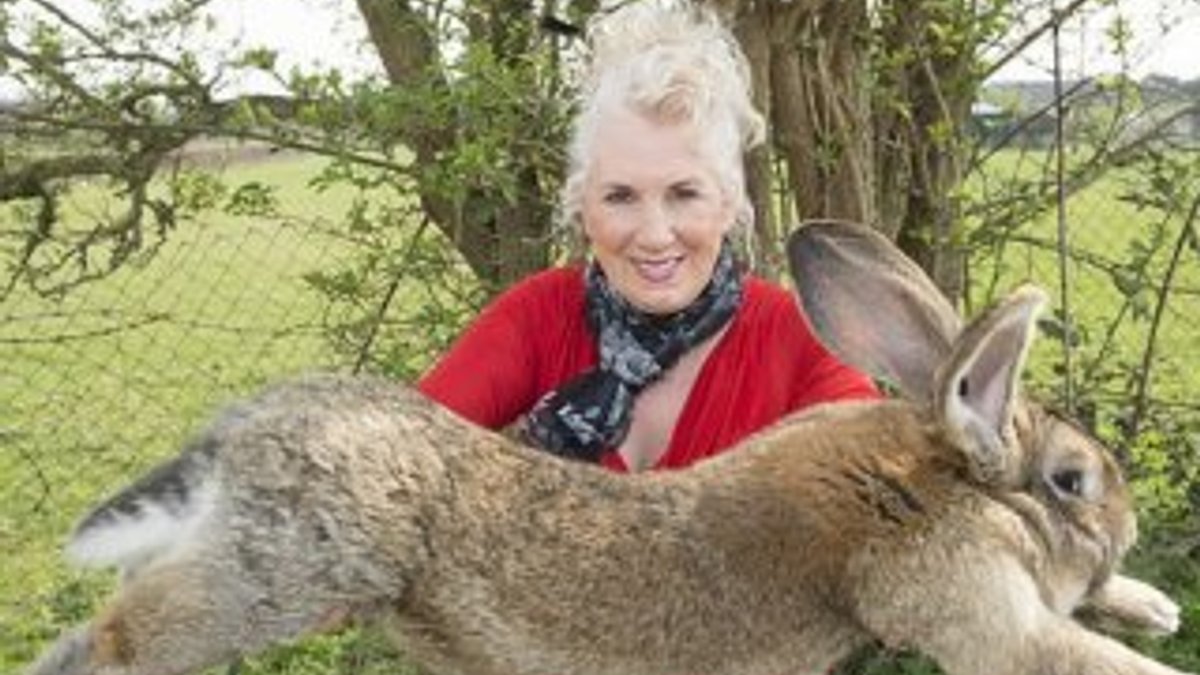 Dünyanın en büyük tavşanı United Airlines'ta öldü