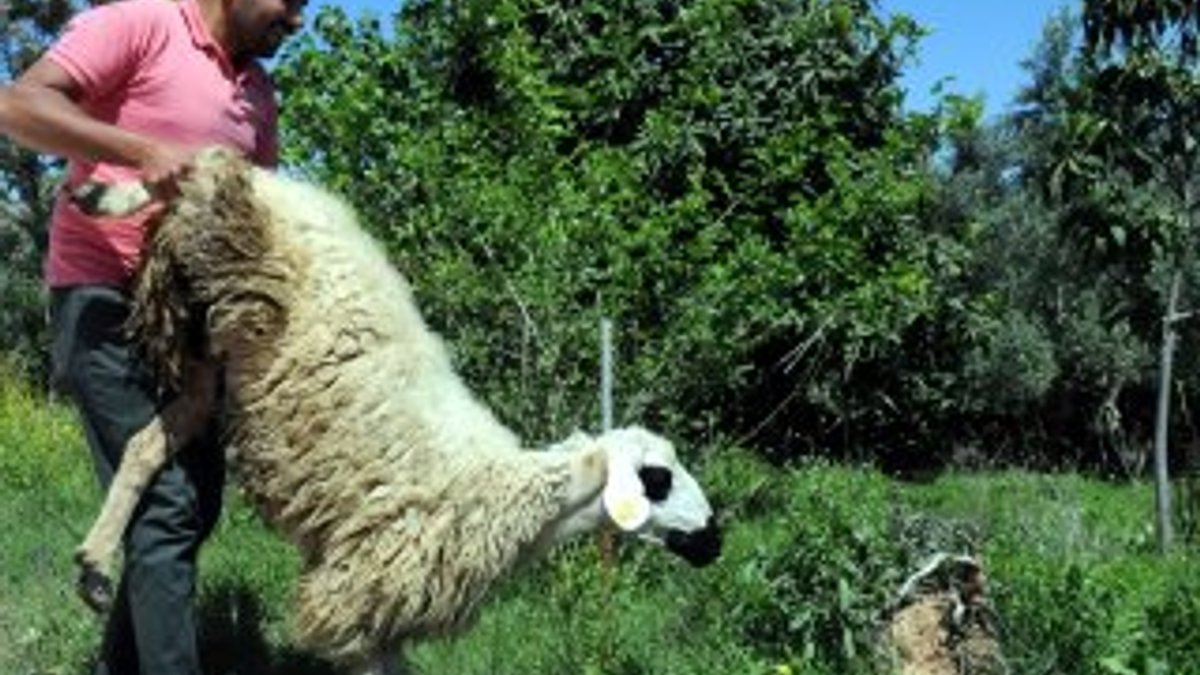 Osmaniye'de yayla hazırlığı: Koyunlar kırkılıyor