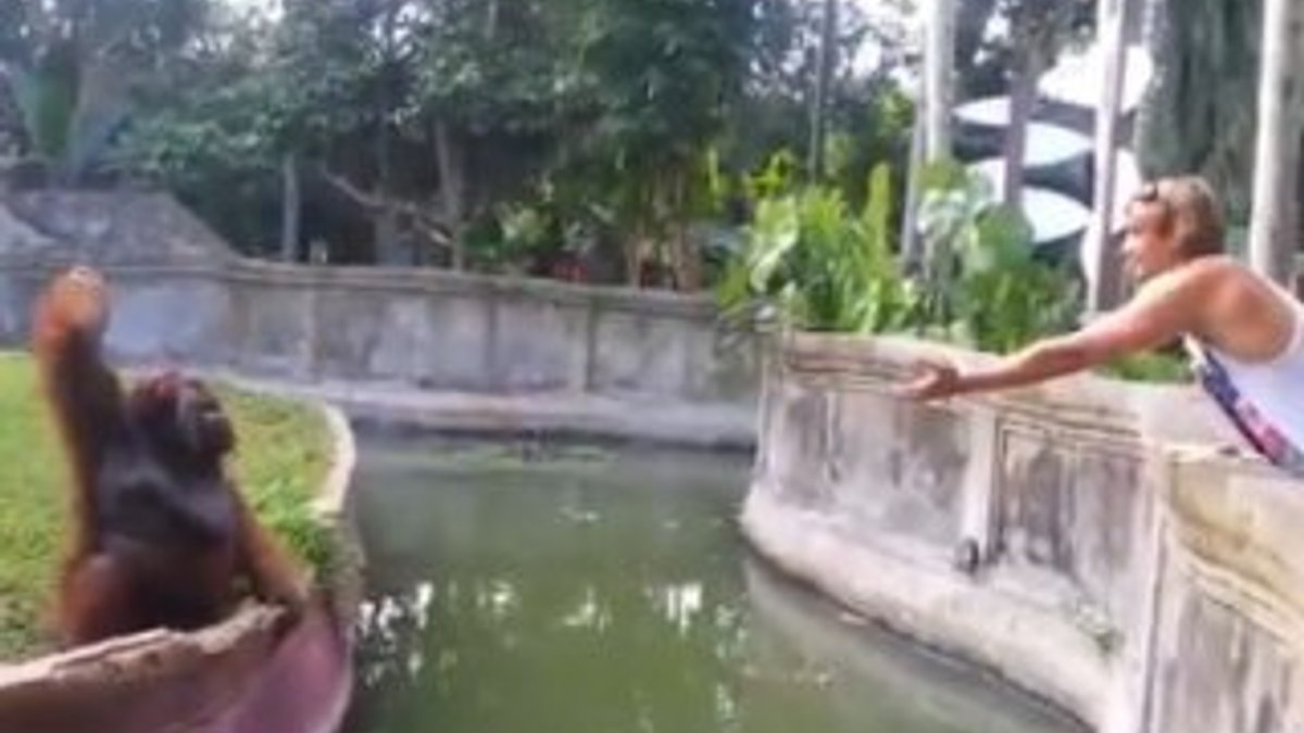Orangutanla hayvanat bahçesinde ticaret yapan turist