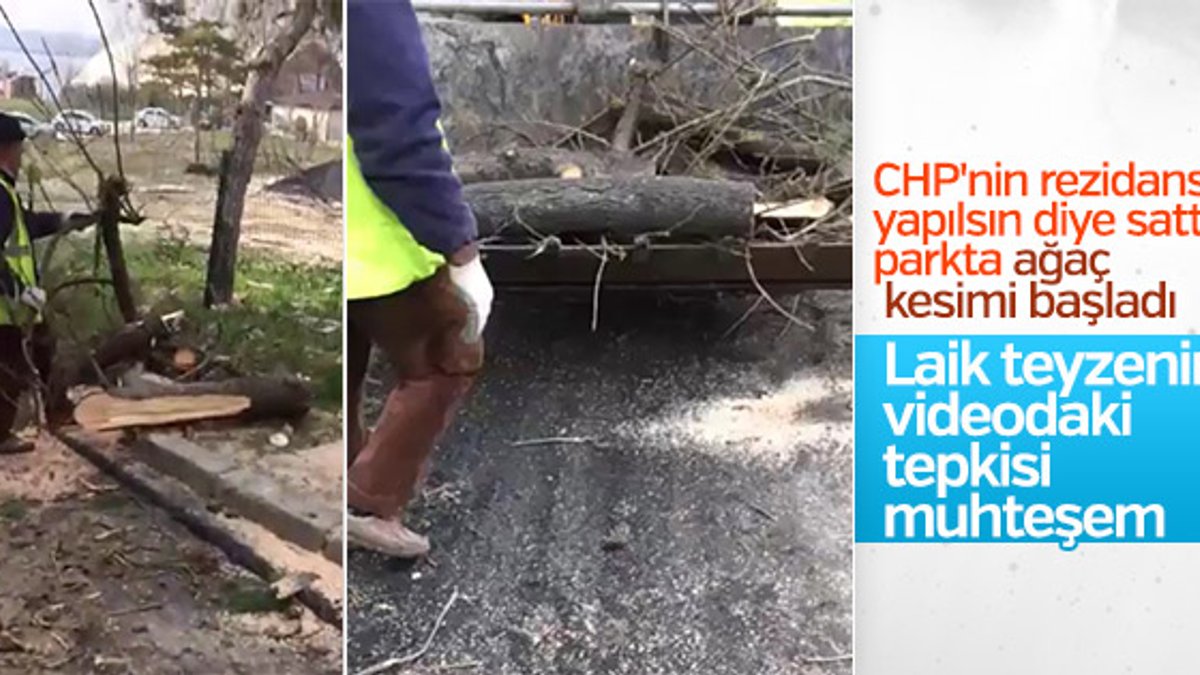 CHP'li Büyükçekmece Belediyesi ağaç katliamı yaptı