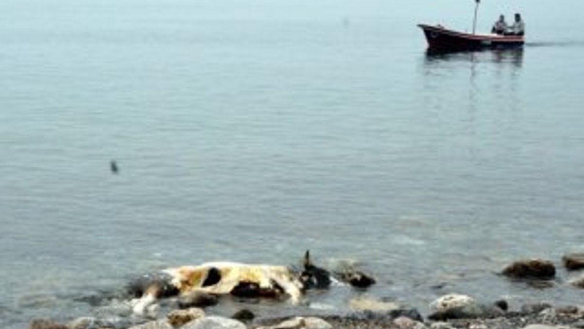Zonguldak'ta telef olan inek sahile vurdu