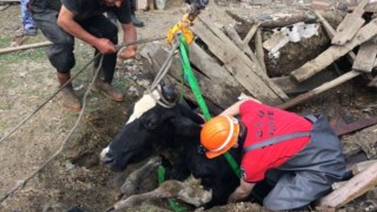 Bolu'da kuyuya düşen inek kurtarıldı