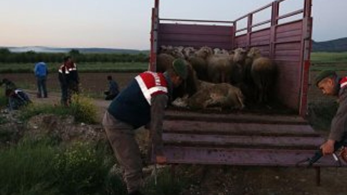 Edirne'de köpeği zehirleyen hırsızlar koyunları çaldı