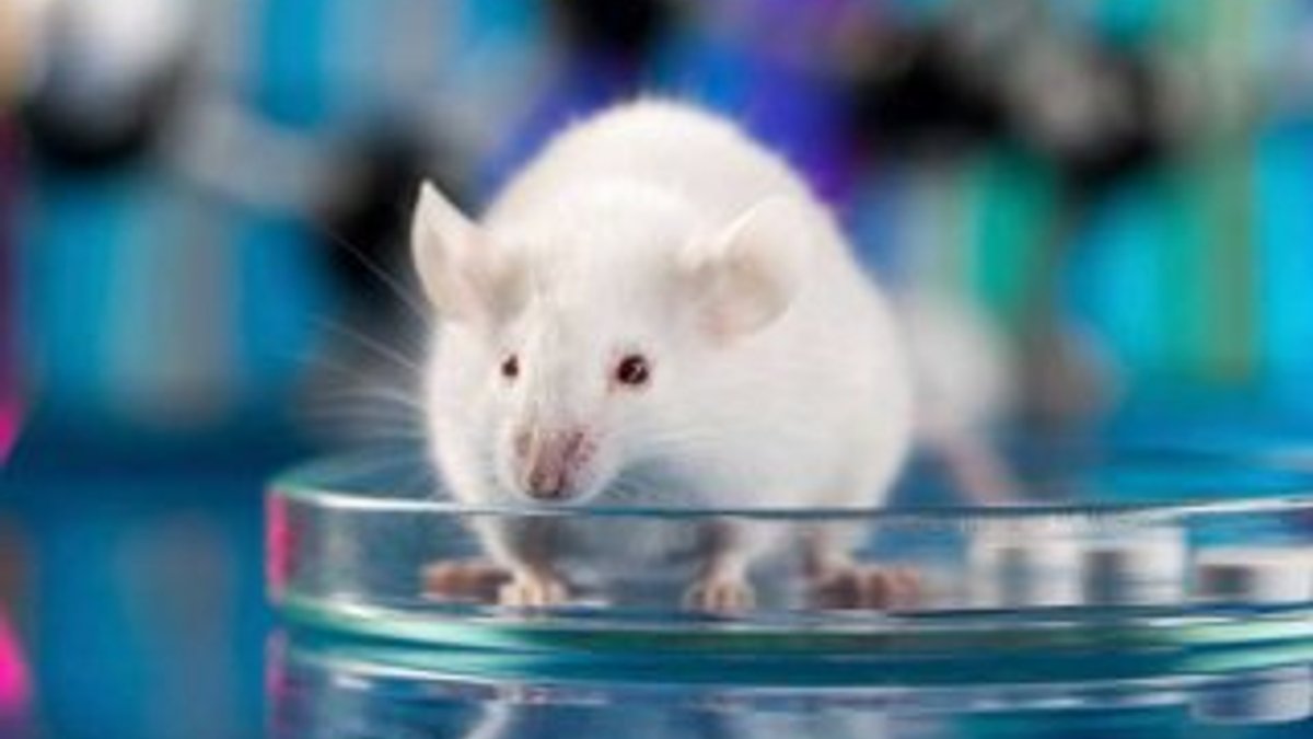 Japon bilim insanlarının fare deneyi başarılı oldu