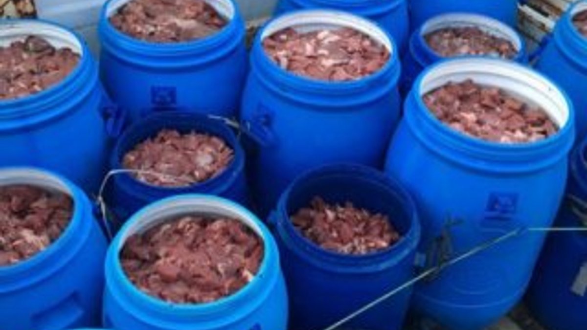 Aydın'da satışa hazır 5 ton domuz eti ele geçirildi