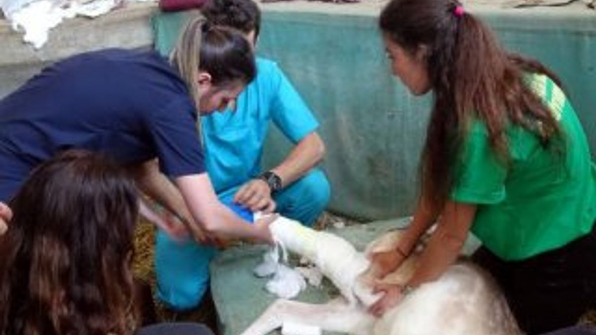 Yaralı geyik İstanbul Üniversitesi'nde tedavi ediliyor
