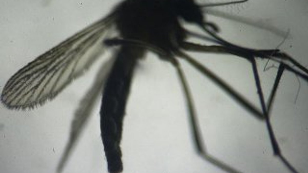 Hindistan'da Zika virüsü tespit edildi