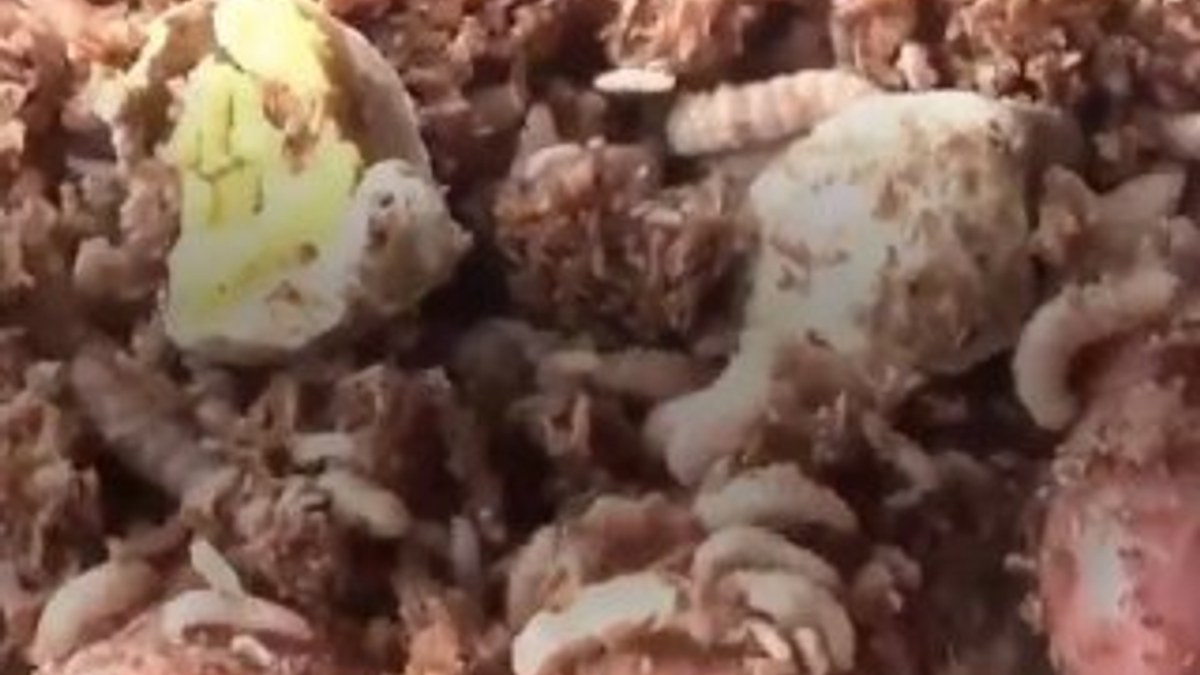 Çin'de çöpler kurtçuklarla yok ediliyor