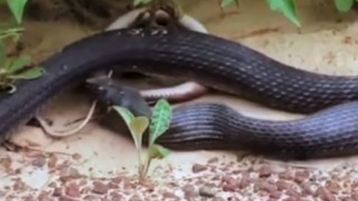 Boyundan büyük hemcinsini yutmaya çalışan yılan