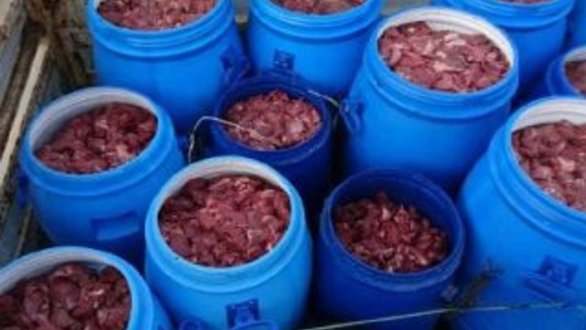 Aydın'da domuz eti deposu ortaya çıkarıldı