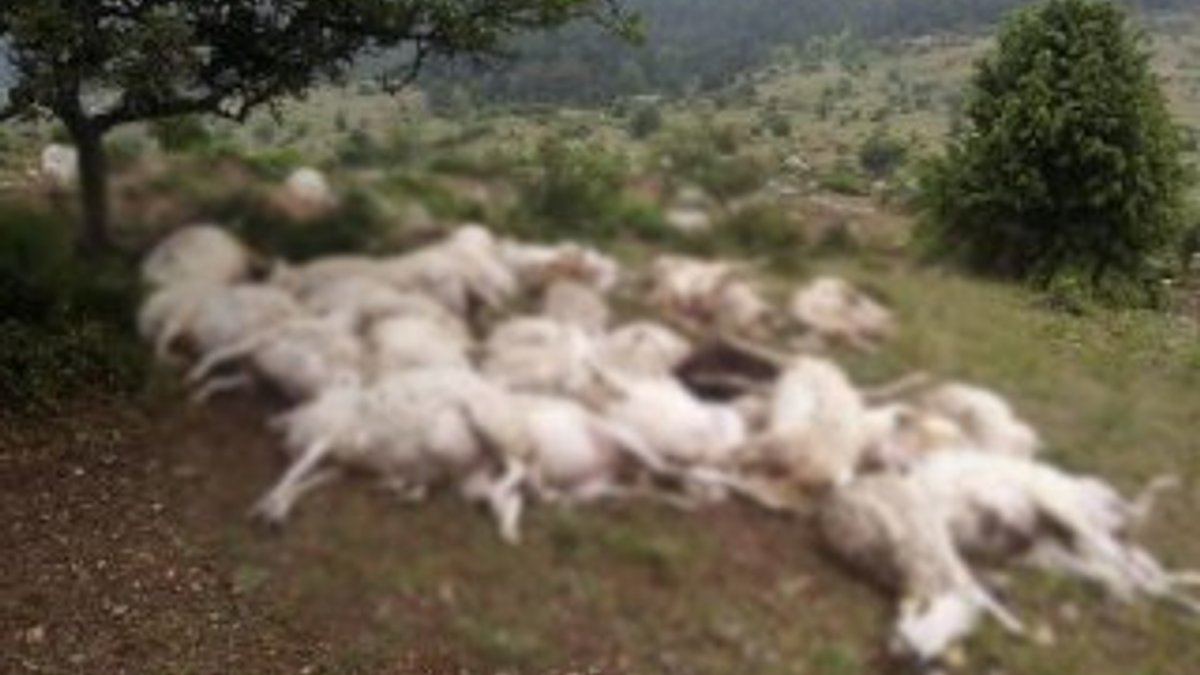Balıkesir'de koyun sürüsüne yıldırım düştü