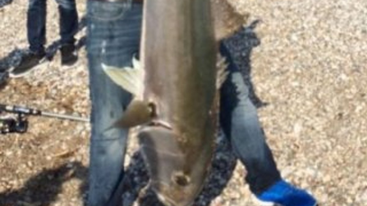 Yakaladıkları 30 kiloluk balığı denize bıraktılar