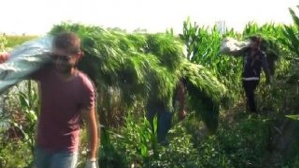Polisler mısır tarlasındaki keneviri sırtlarında taşıdı