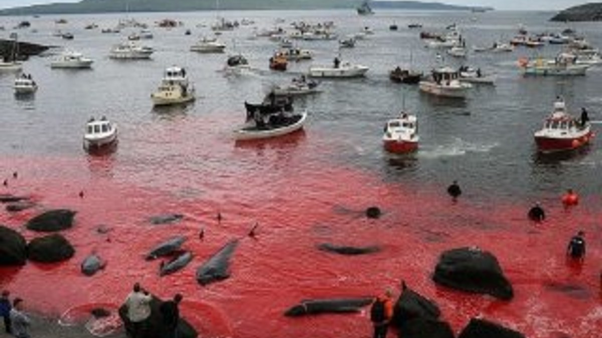 Danimarka'nın Faroe Adaları'nda bugün suda kan akıyor