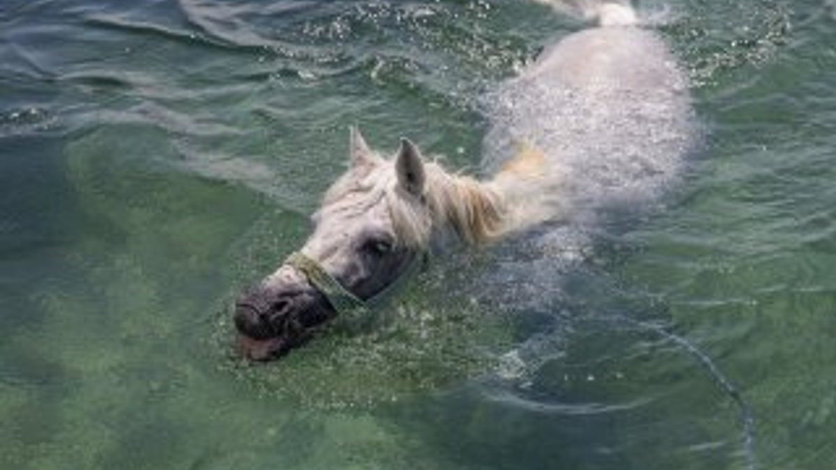 Sıcaktan bunalan atlar Fırat Nehri'nde yıkandı
