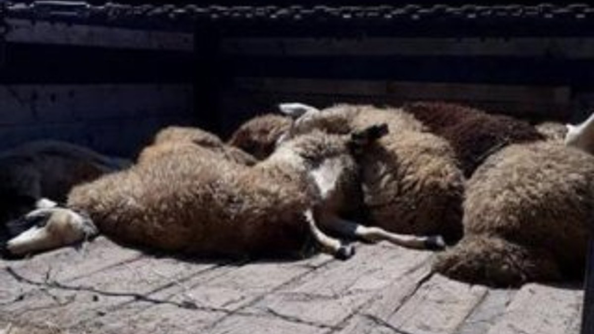 Ankara'da kurtlar 23 koyunu telef etti
