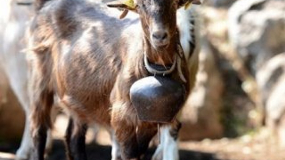 Aydın'da çobanı öldüren hırsızlar 60 keçiyi çaldı