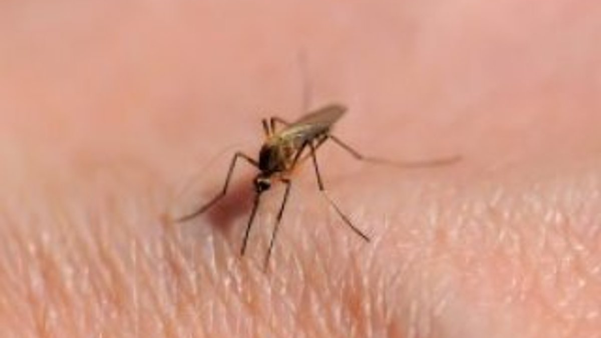 Sivrisineklere karşı doğal çözüm