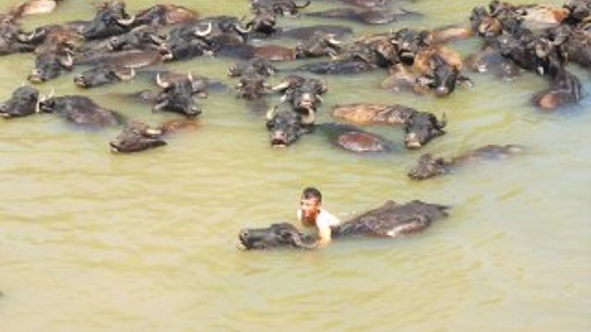Sıcaktan bunalan hayvanlarını nehirde serinletiyorlar
