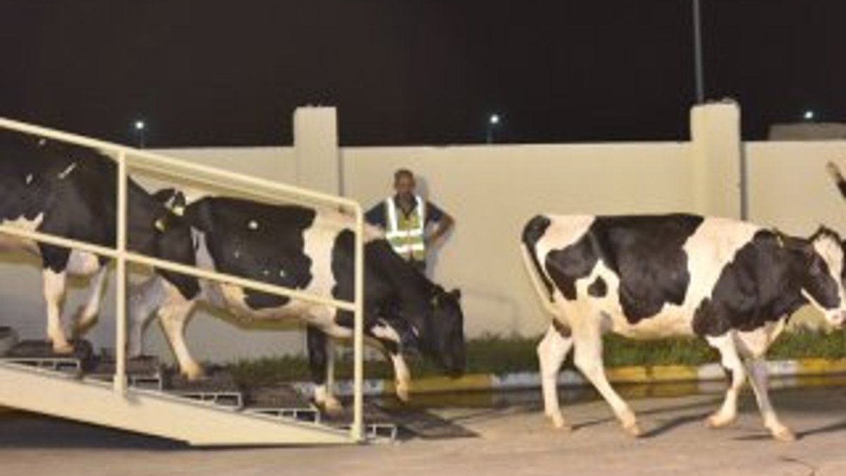 Katar'ın inekleri ülkeye giriş yaptı
