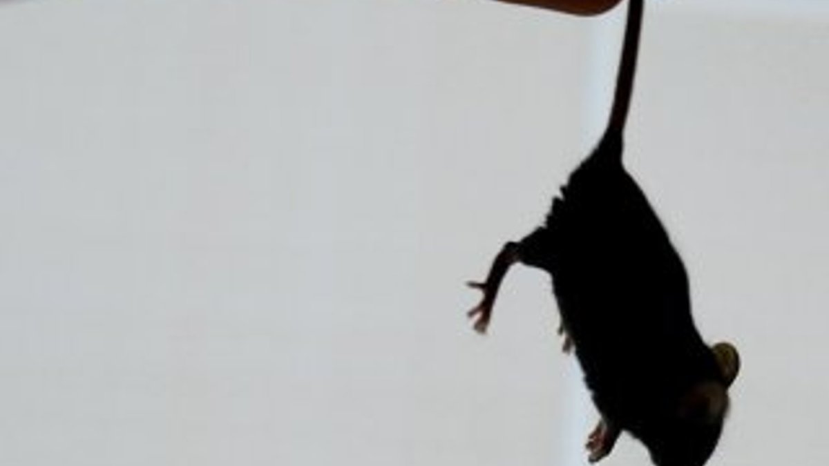 ABD'de farelerle mücadele için 32 milyon dolarlık bütçe