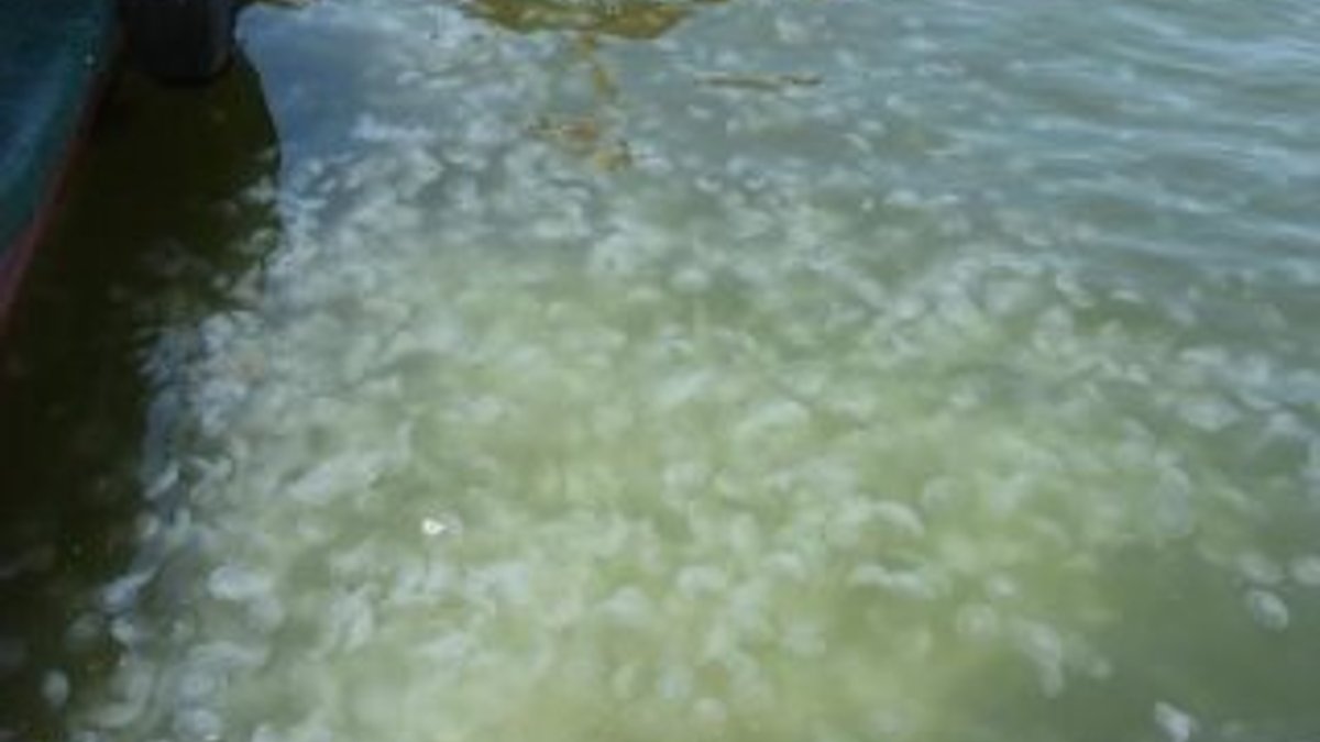 İzmir Kordon'da denizanası istilası