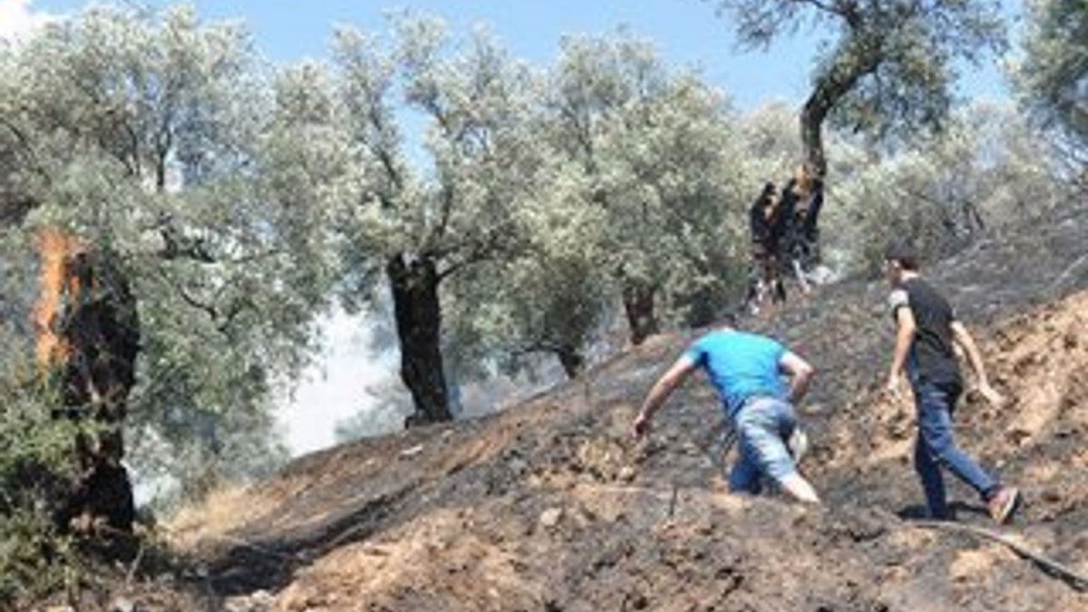 Aydın'da 200 zeytin ağacı yandı