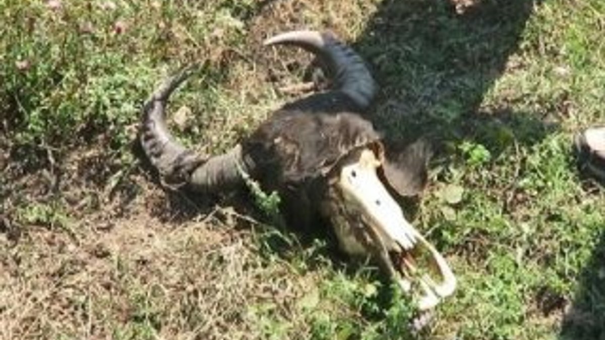 Ağva'da hayvan katliamı