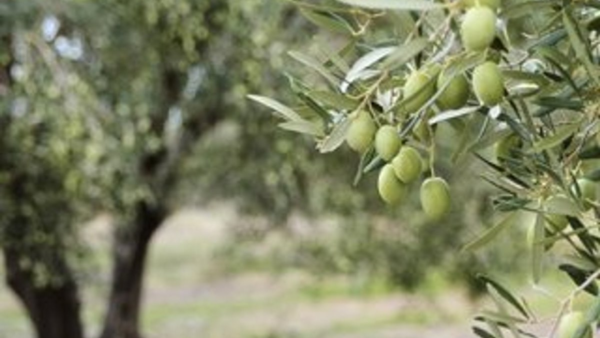 Kilis ilk ihracatını Katar'a zeytinyağıyla yapacak