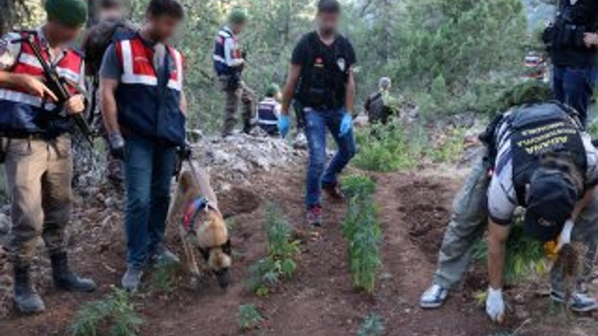 Uyuşturucu tacirleri sulama için yağmur suyu biriktirmiş