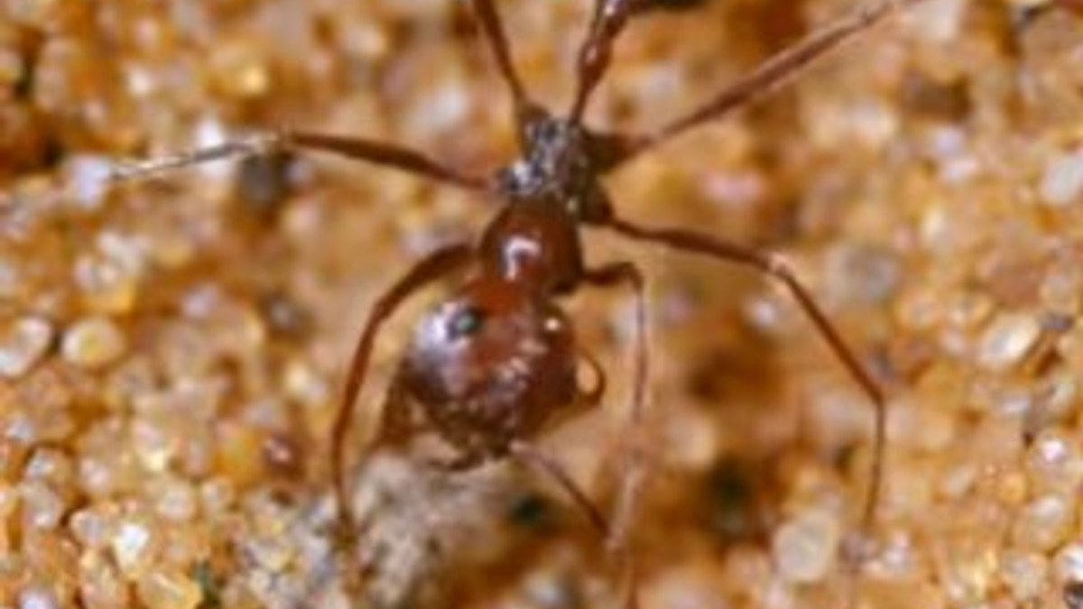 Karıncanın hayatta kalma mücadelesi