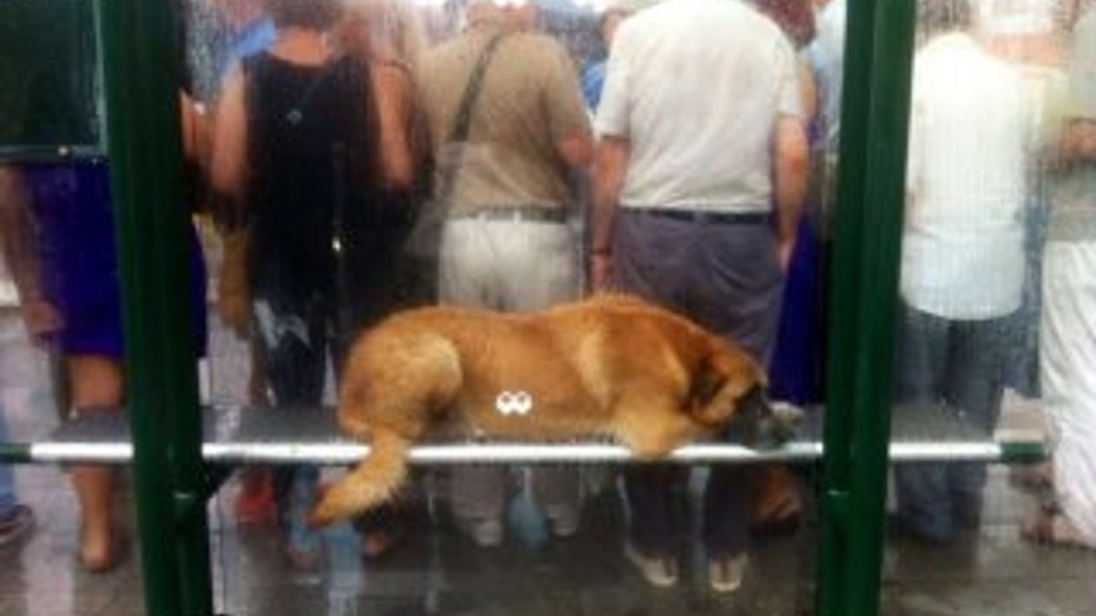 Selden sokak köpeğini koruyan İstanbullular