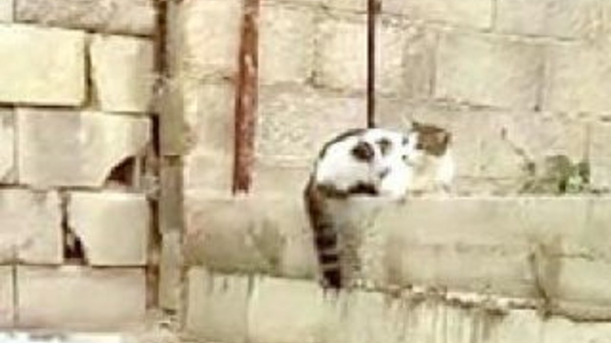 Çatıdan atlayan kedi, demire saplandı