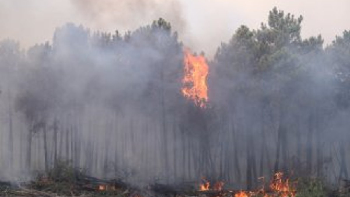 Tunus'ta orman yangını