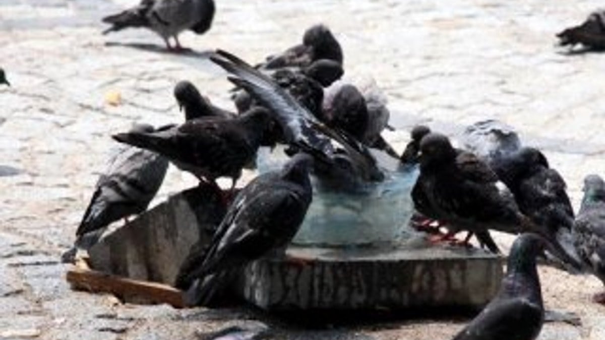 Güvercinler su kabında serinledi