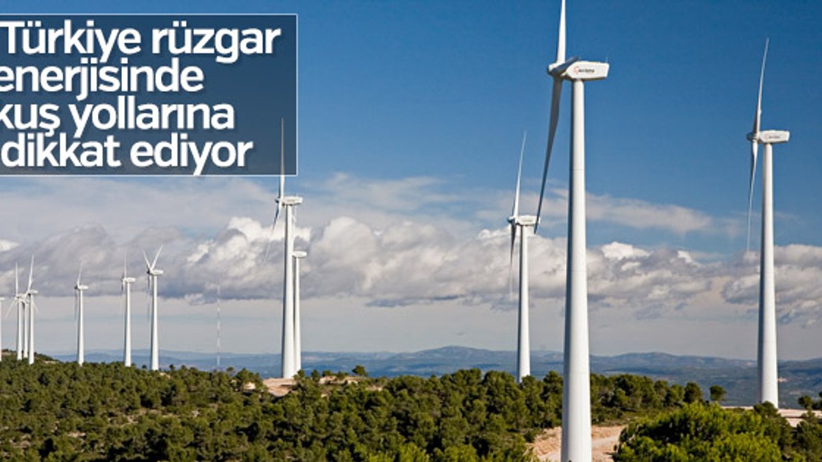 Türkiye rüzgar enerjisinde kuş yollarına dikkat ediyor