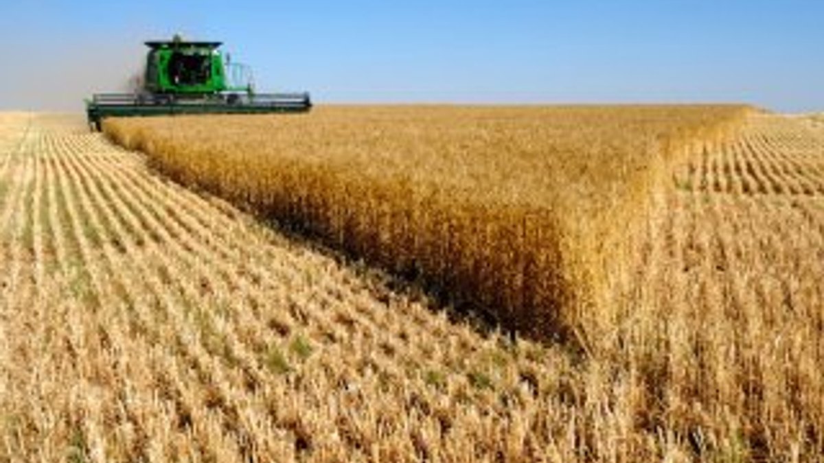 Türkiye, Ukrayna'dan buğday tohumu ithal edecek