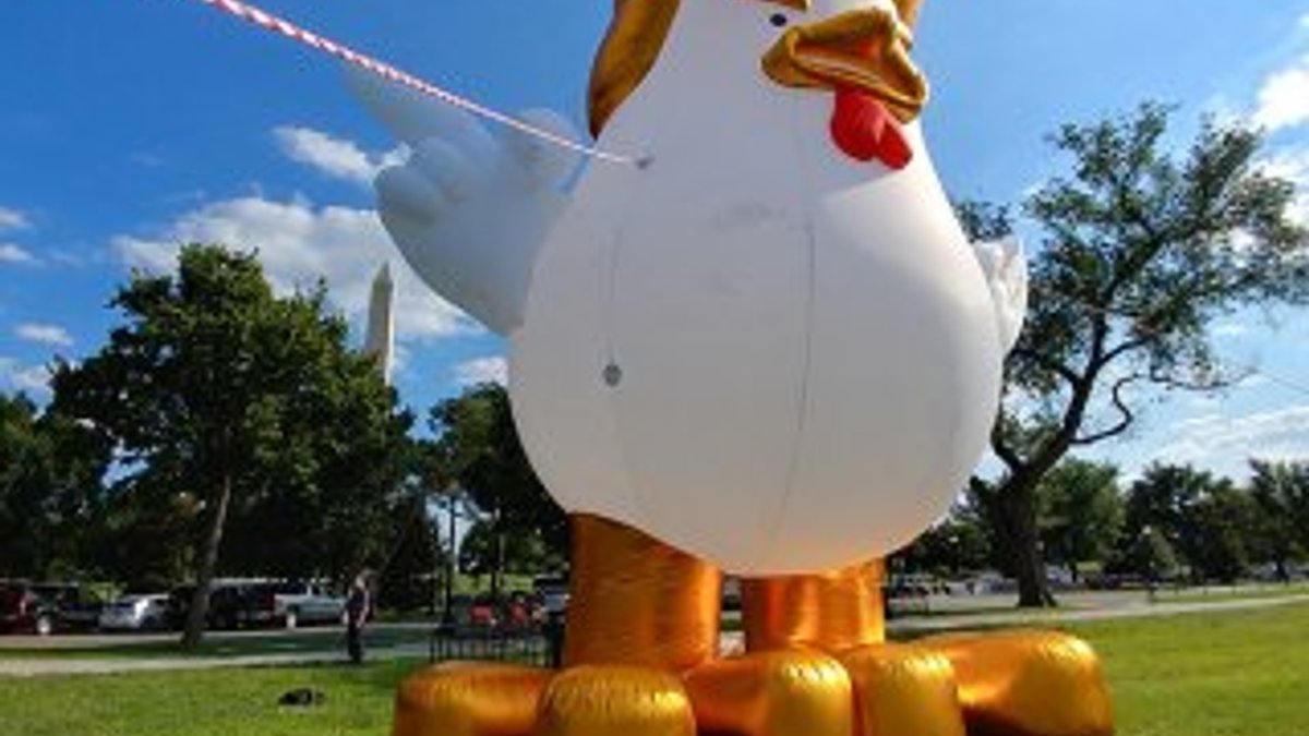 Beyaz Saray'ın bahçesinde dev 'Trump Tavuk' balonu