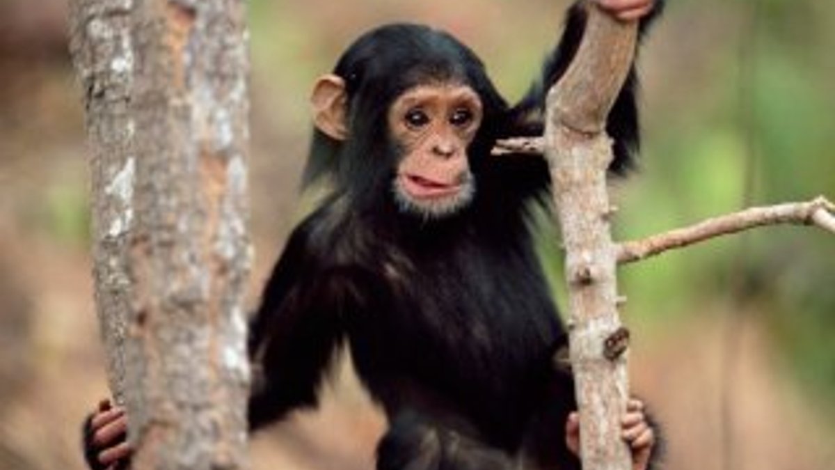 Şempanzeler taş-kağıt-makası çocuklar gibi oynuyor