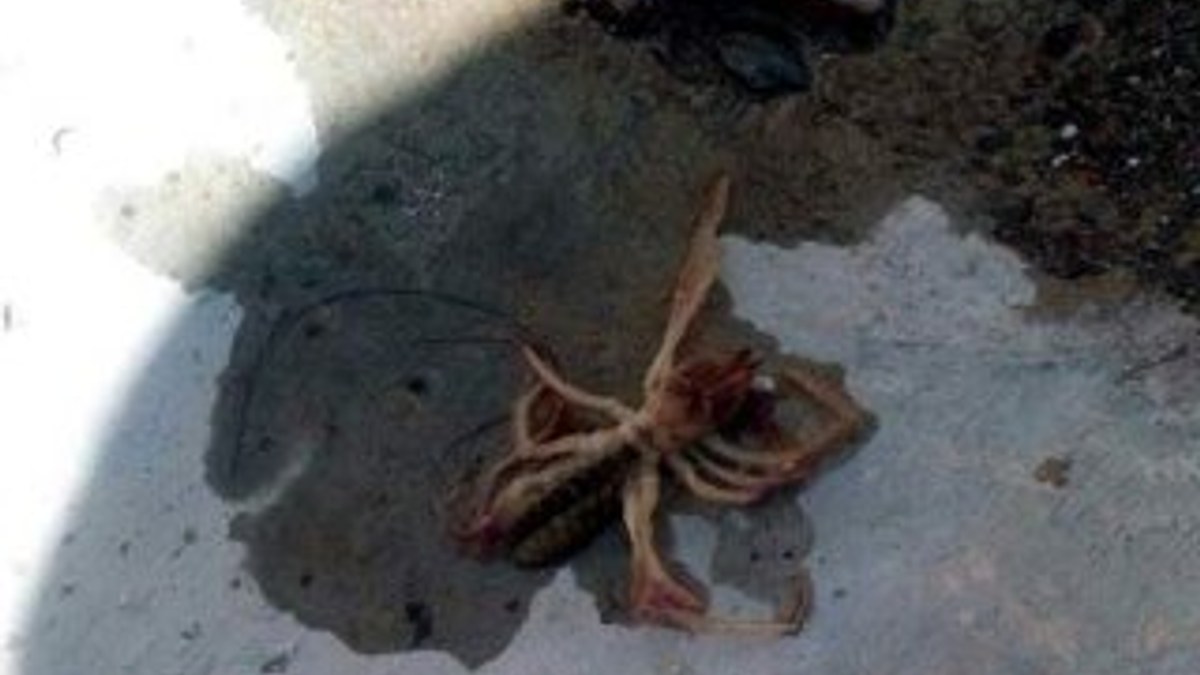 Kayseri'de et yiyen örümcek alarmı